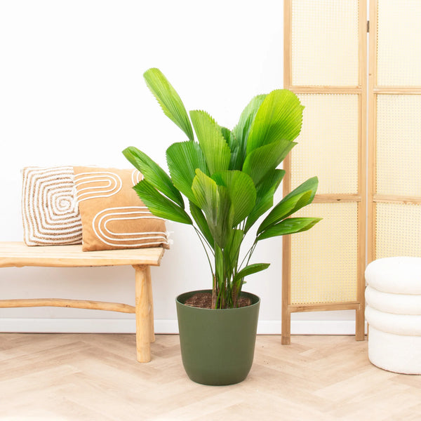 Licuala Grandis - 120cm kopen bij Green Bubble