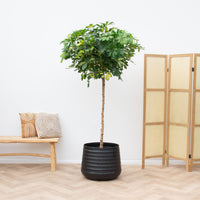 Schefflera Gold Capella på stam - 210cm
