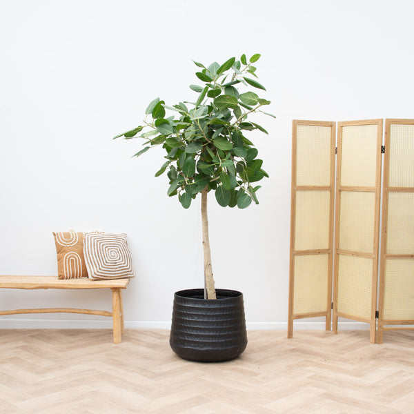 Ficus Benghalensis Audrey - 190cm kopen bij Green Bubble