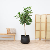 Ficus Benghalensis Audrey på stam - 240cm