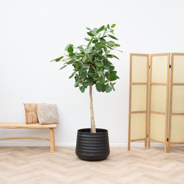 Ficus Benghalensis Audrey op stam - 240cm kopen bij Green Bubble