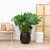 Monstera Deliciosa - 120cm