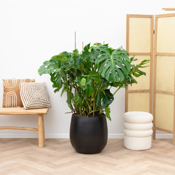 Monstera Deliciosa - 120cm kopen bij Green Bubble