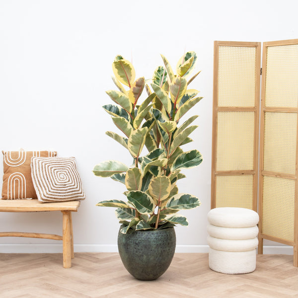 Ficus Elastica Tineke struik - 150cm kopen bij Green Bubble