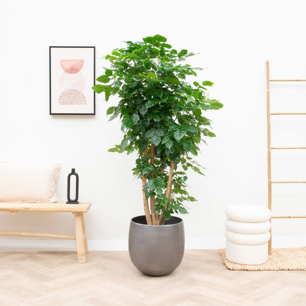 Radermachera Hainanensis - 170cm kopen bij Green Bubble