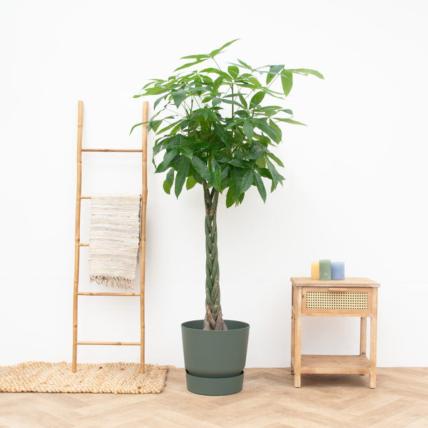 Pachira aquatica - 180cm kopen bij Green Bubble
