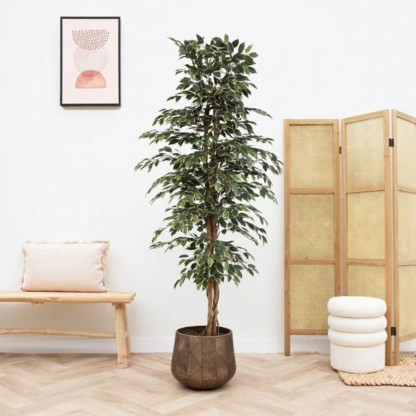 Kunst Ficus benjamina variegata - 205cm kopen bij Green Bubble