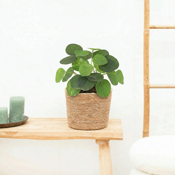Kunst Pilea peperomioides - 17,5cm kopen bij Green Bubble