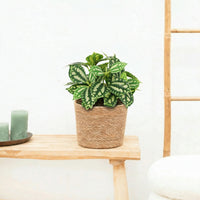 Kunst Hoya green - 20cm