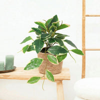 Kunst hang Hoya Variegata - 23cm