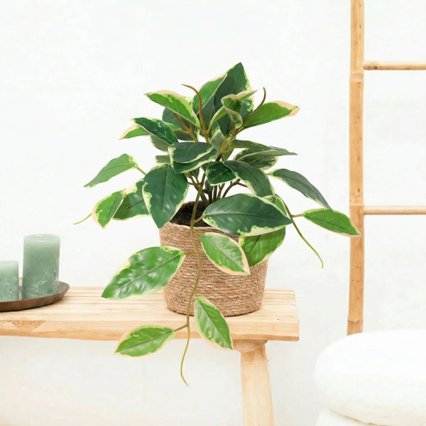 Kunst hang Hoya Variegata - 23cm kopen bij Green Bubble