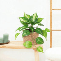 Kunst Epipremnum Variegata - 23cm
