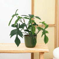 Kunst Philodendron Florida - 44cm