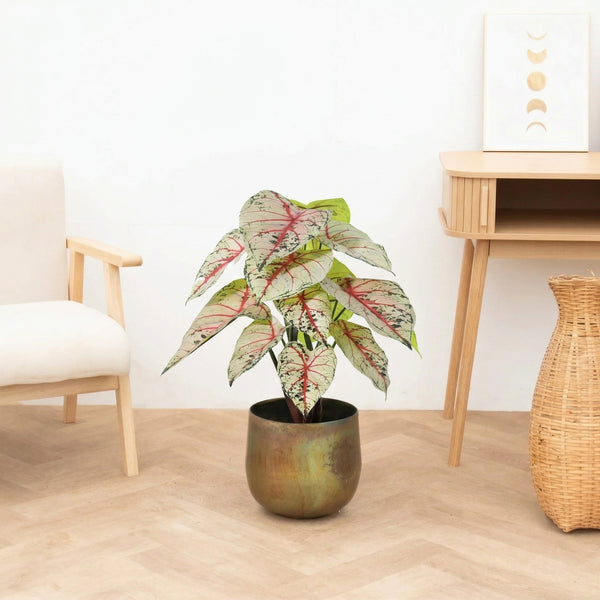 Kunst Caladium white / pink - 57cm kopen bij Green Bubble