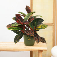Kunst Croton codiaeum - 40cm