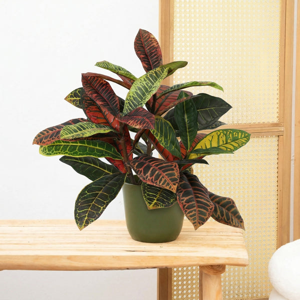 Kunst Croton codiaeum - 40cm kopen bij Green Bubble