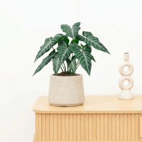 Kunst Alocasia polly - 49cm