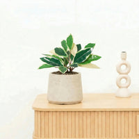 Kunst Hoya Variegata - 25cm