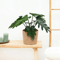 Kunst Philodendron Xanadu - 20cm