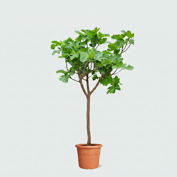 Ficus Carica op stam - 200cm kopen bij Green Bubble