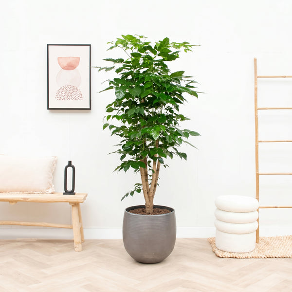 Radermachera Hainanensis - 190cm kopen bij Green Bubble