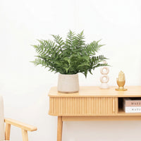 Kunst Nephrolepis exaltata - 59cm