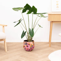 Alocasia zebrina - 130 cm