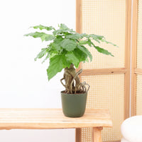 Radermachera Bonsai - 30 cm