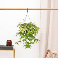 Tradescantia Yellow Hill hangplant - 40 cm