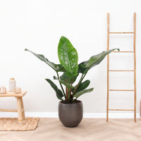 Philodendron Green Beauty - 60cm