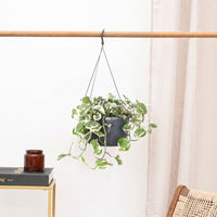 Epipremnum Njoy hangplant - 40 cm