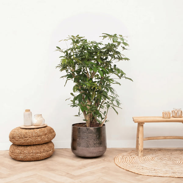 Schefflera Arboricola vertakte struik - 120 cm kopen bij Green Bubble