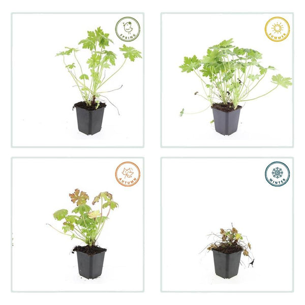 Geranium Macrorrhizum - 20cm kopen bij Green Bubble