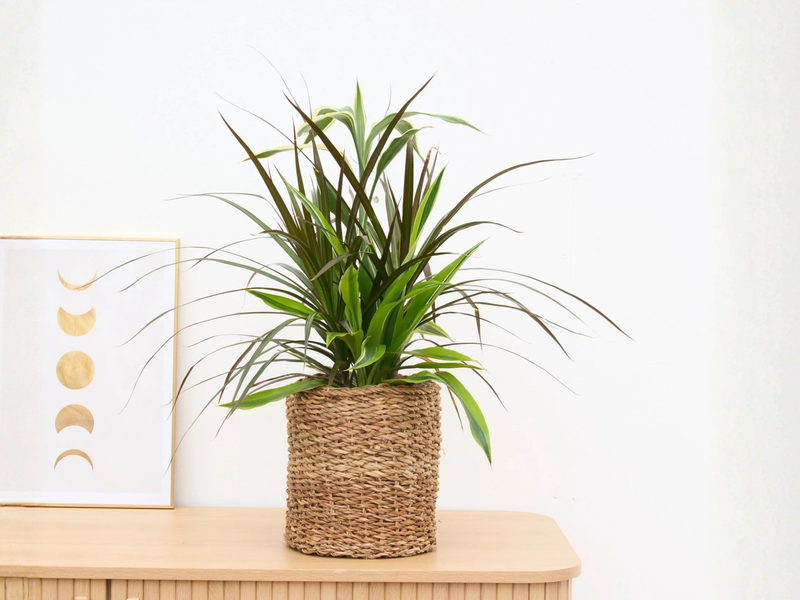 Cuidados de la Dracaena verzorging - Green Bubble