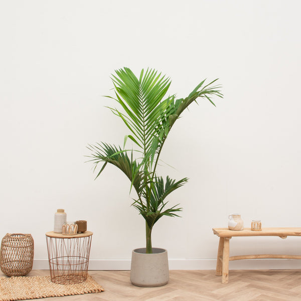 Pot Patt Beige Washed kopen bij Green Bubble