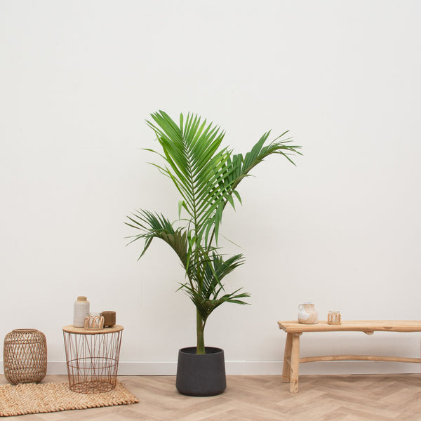 Pot Patt Black Washed kopen bij Green Bubble