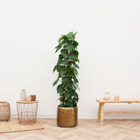 Philodendron Scandens netstativ - 170 cm