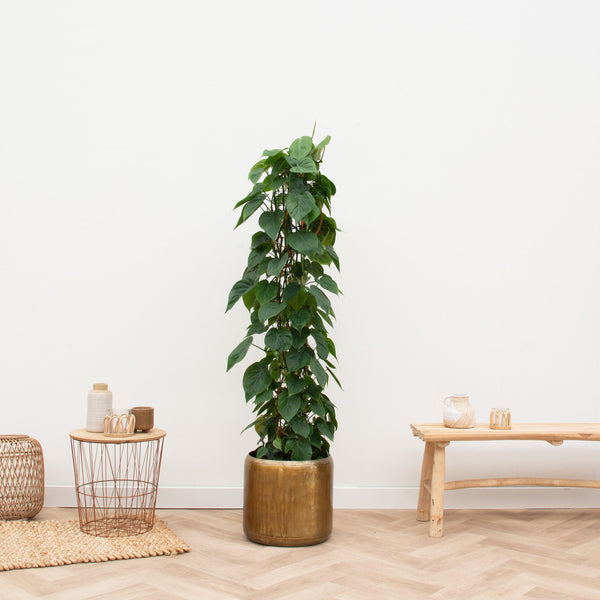 Rejilla Philodendron Scandens - 170cm kopen bij Green Bubble