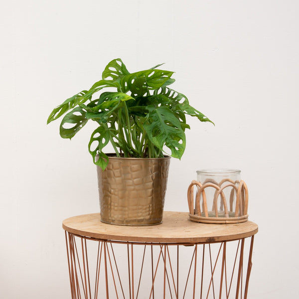 Monstera Monkey Leaf - 25cm kopen bij Green Bubble