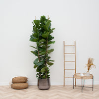 Ficus Lyrata arbusto XXL - 200cm