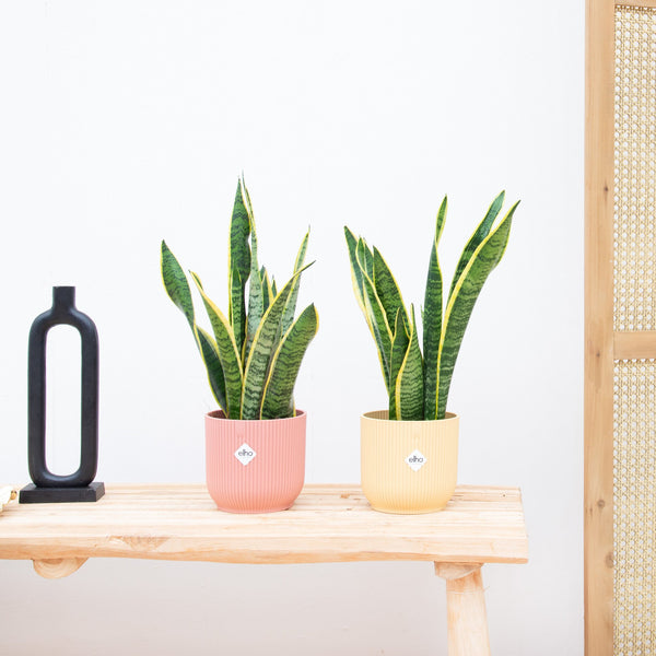 2x Sansevieria Laurentie - 40cm kopen bij Green Bubble