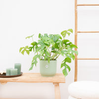 Monstera Minima - 30 cm