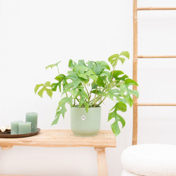 Monstera Minima - 30cm kopen bij Green Bubble