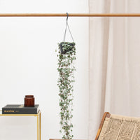 Hanging plant Ceropegia Linearis 'Woodii' - 30cm