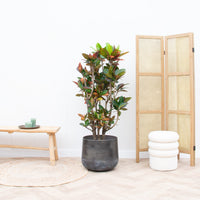 Codiaeum Petra - 100cm