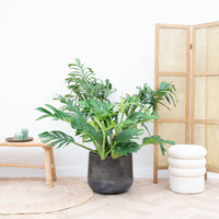 Monstera Pertusum Compacto - 100cm