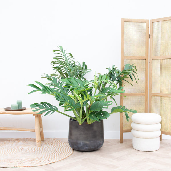 Monstera Pertusum Compacto - 100cm kopen bij Green Bubble