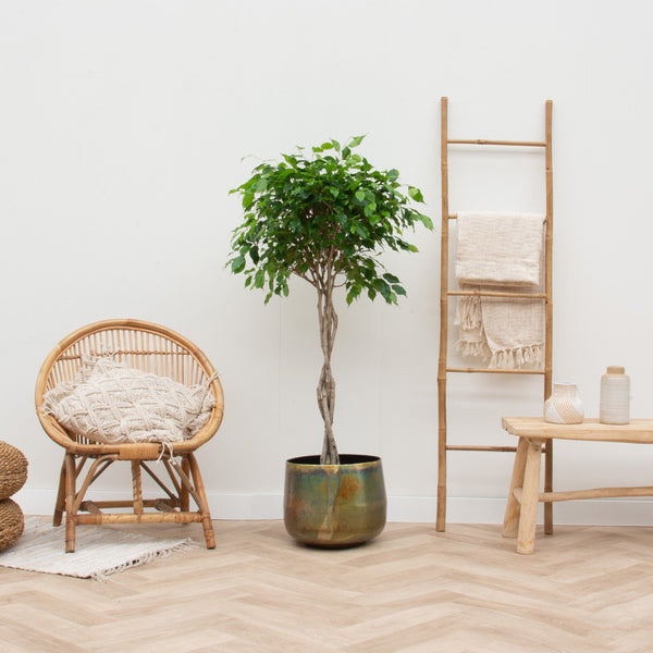 Ficus Benjamina gevlochten stam - 130cm kopen bij Green Bubble