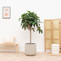 Ficus Elastica Robusta sur tige - 180cm