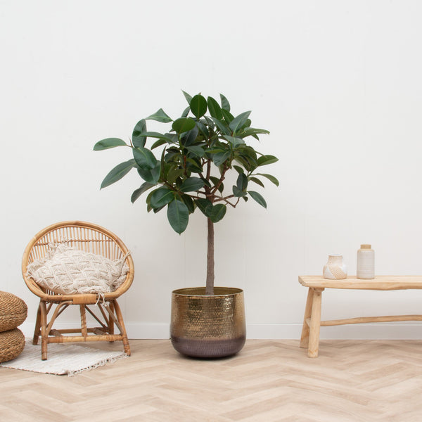 Ficus Elastica  Robusta op stam - 120cm kopen bij Green Bubble